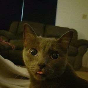 Meet your Posher, Grant